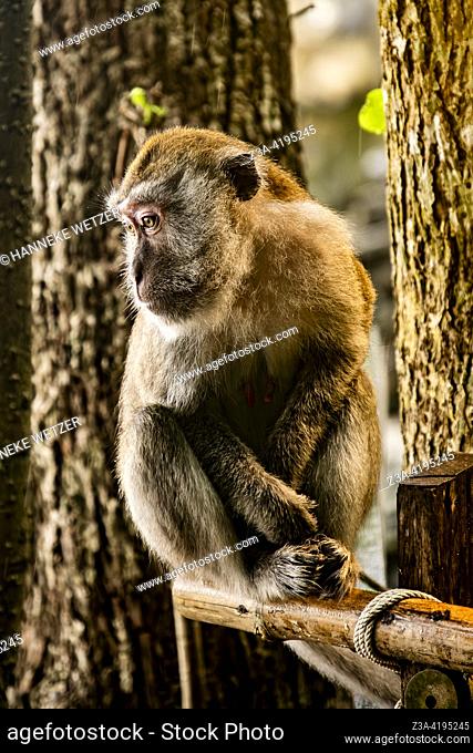 Long-tailed Macaque at the Ao Nang monkey trail in Krabi, Thailand