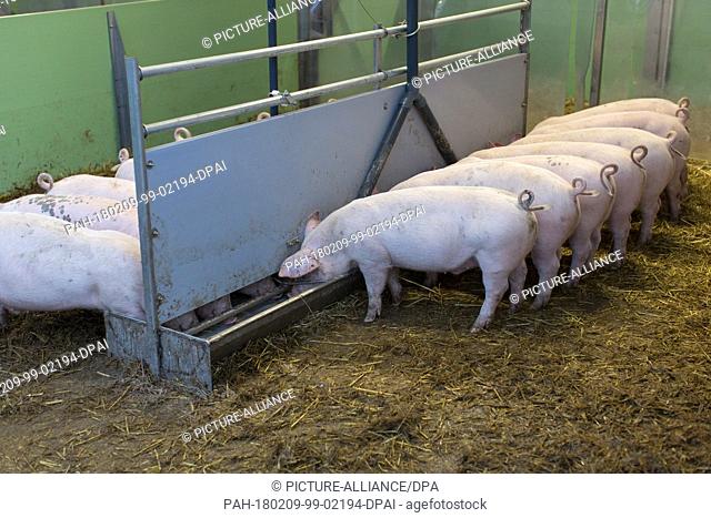 FILED - ARCHIVE - Piglets eating on an organic farm in Senden, Germany, 08 November 2017. A conventional pig breeder from Duelmen and an organic farmer from...