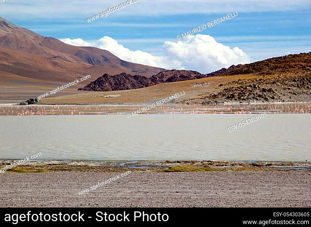 Laguna Grande in the Catamarca Province at the Puna de Atacama, Argentina. Puna de Atacama is an arid high plateau in the Andes of northern Chile and Argentina