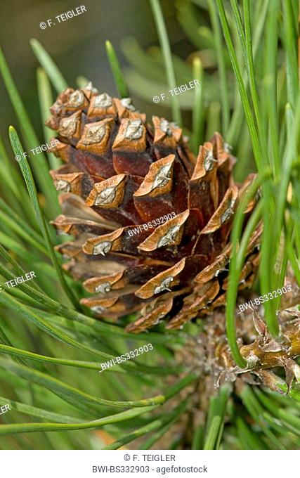Mountain pine, Mugo pine (Pinus mugo), cones, Germany