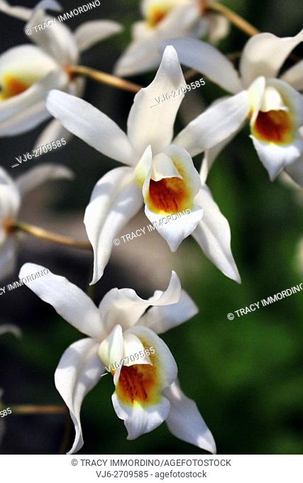 Close-up of a white orchid in full bloom