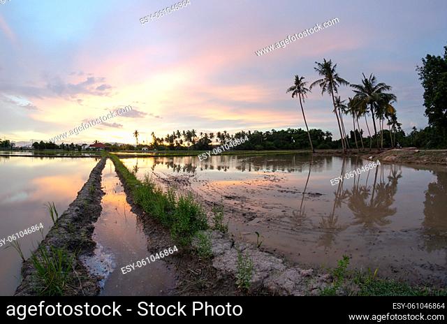 Paddy field and coconut trees in sunset beautiful moment in fisheye view
