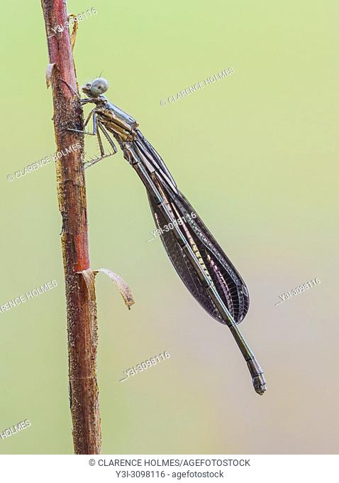 A female Variable Dancer (Argia fumipennis) damselfly perches on its overnight roost early in the morning. This is the Black Dancer subspecies (A. f