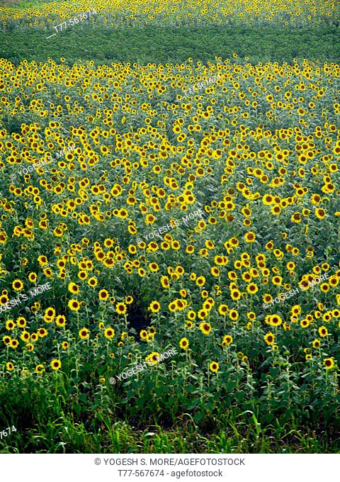 Sunflower farm, Helianthus annuus L. Bot. syn.: Helianthus aridus Rydb., Helianthus lenticularis Dougl. ex Lindl. (Shot while on Railway) Rural Andra Pradesh