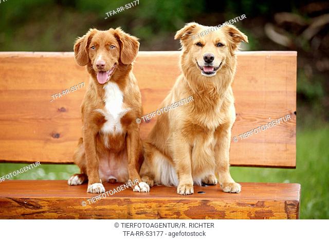 Toller and mongrel