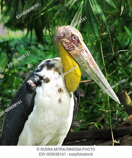Birds ; adjutant stork leptoptilos dubius ; Kolkata Calcutta ; West Bengal ; India