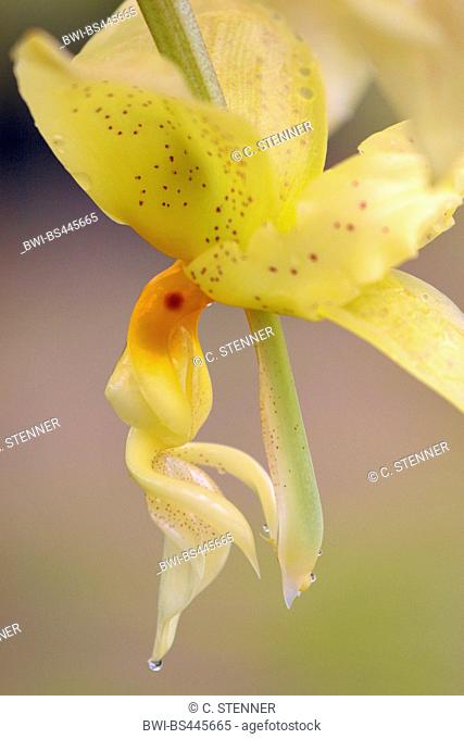Stanhopea (Stanhopea ruckeri), flower
