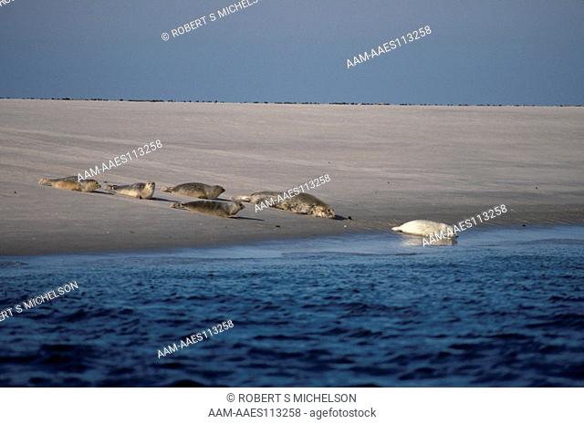 Harbor and Gray Seals hauled out on sand bar, 4 animals to left are harbor seals, phoca vitulina, female gray seal, halichoerus grypus