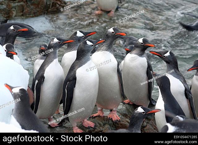 group of Gentoo Penguin come ashore and standing in the runway on a winter evening