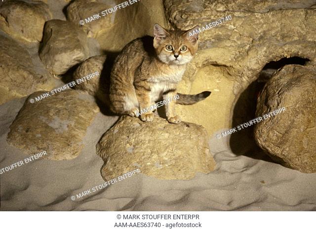 Sand Cat (Felis margarita) Asia & Africa
