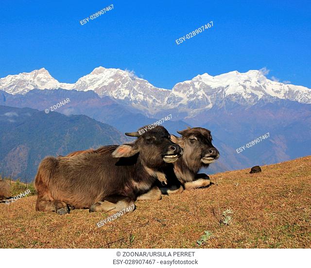 Buffalo babies and snow capped Manaslu