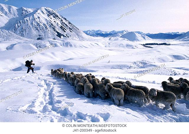 'Snow raking', saving trapped sheep in snow at Craigieburn Station, Canterbury, New Zealand