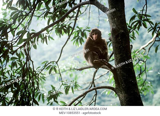 Tibetan / Pere David's / Chinese Stump-tailed / Milne-Edward's Macaque (Macaca thibetana). Mt Emei, Sichuan, China