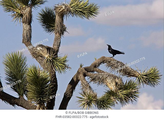 Common Raven Corvus corax sinuatus adult, perched in Joshua Tree Yucca brevifolia, Mojave Desert, California, U S A , february