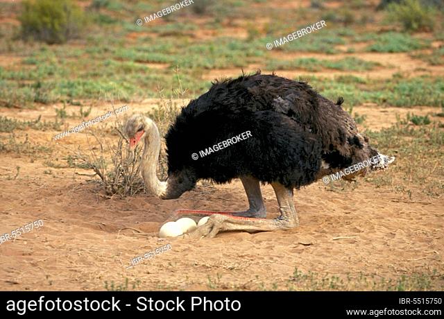 South african ostrich (Struthio camelus australis), male, Klein Karoo, South Africa, Africa