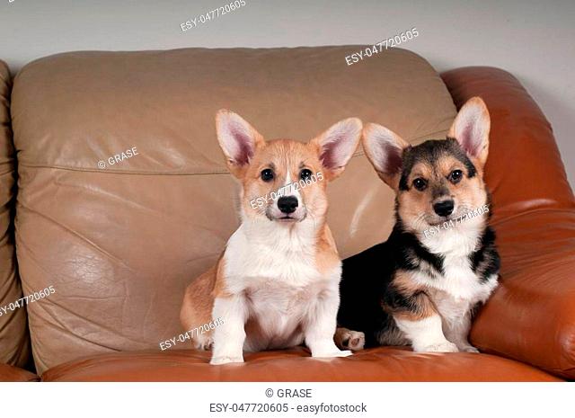 Two Pembroke Welsh Corgi puppies sitting portrait on beige sofa at home