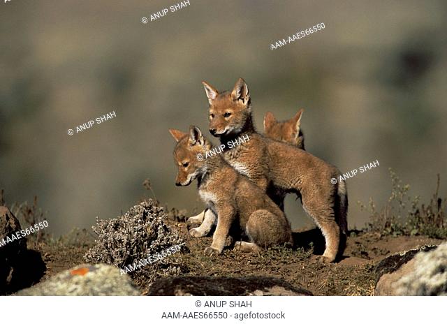 Simien Jackal / Ethiopian Wolf cubs playing at den (Canis simensis) Bale Mountains, Bale National Park, Ethiopia