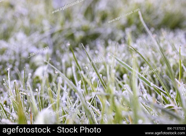 Leaves of grass with hoarfrost, Meadow, Austria, Europe
