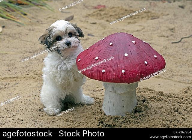 Bolonka Zwetna puppy next to a decorative toadstool, Germany, Europe