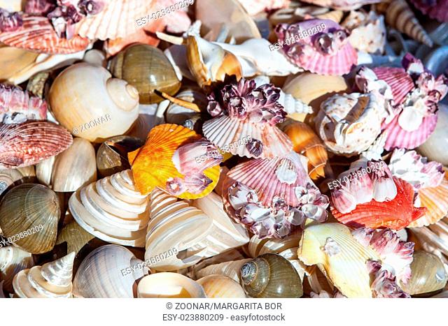 Starfish and seashells souvenirs