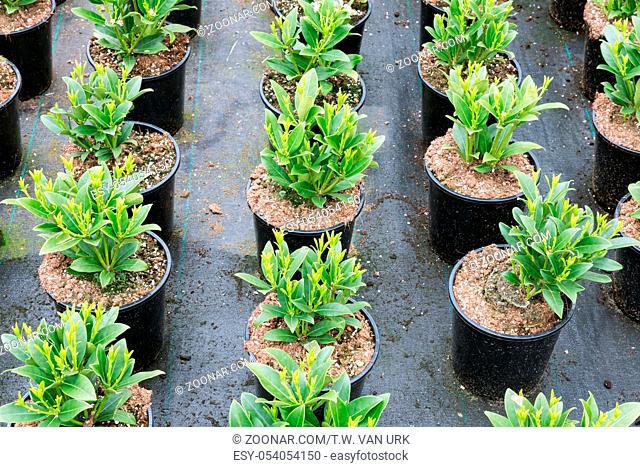 Cultivation of shrub plants (Skimmia) in flowerpots in a Dutch greenhouse