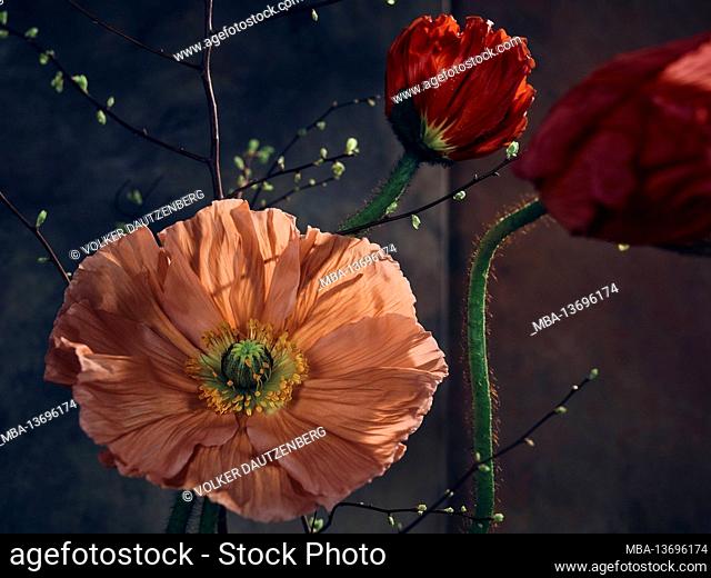 Poppies in glass bottles filled with water in front of canvases painted with dark colors