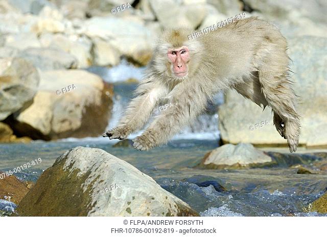 Japanese Macaque Macaca fuscata adult, jumping over river, Jigokudani, Honshu, Japan