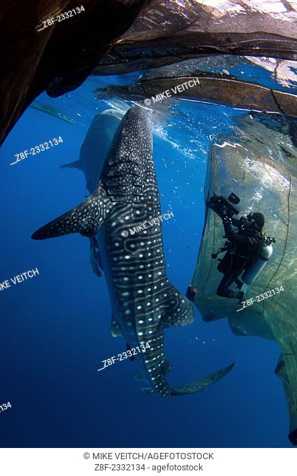 A diver films whale sharks, Rhincodon typus, under a fishing platform, these sharks are friends with the fishermen who hand feed them at Cendrawasih Bay