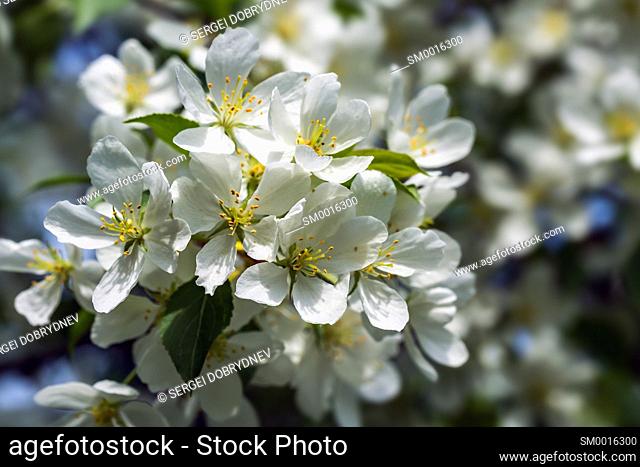 Beautiful flowering apple trees. background with blooming flowers in spring day. selective focus and bokeh