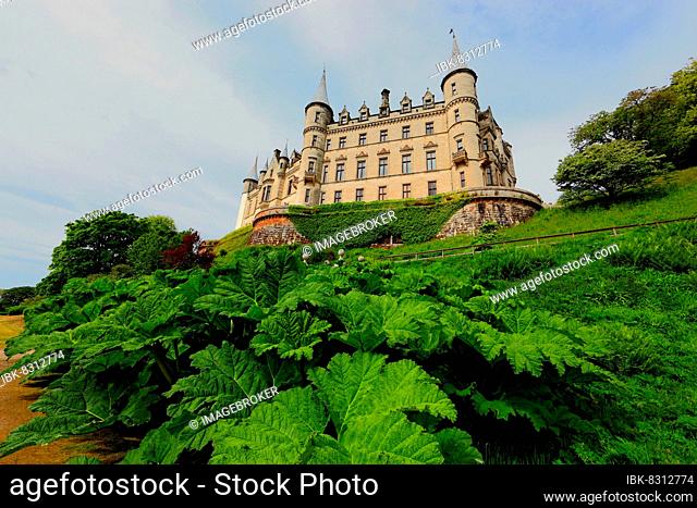 Highlands, Dunrobin Castle, ancestral seat of the Clan Sutherland, in the foreground giant rhubarb (Gunnera manicata) of the in the park, Scotland