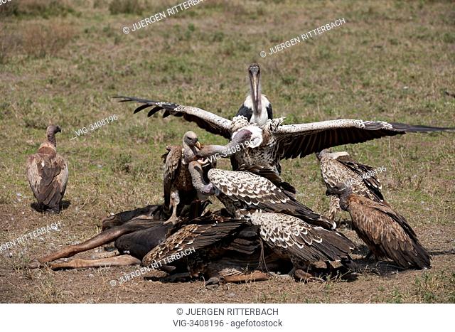 TANZANIA, SERENG, 05.01.2011, White-backed Vultures on a cercass, Gyps africanus, Serengeti, Tanzania, Africa - Sereng, Tanzania, 05/01/2011