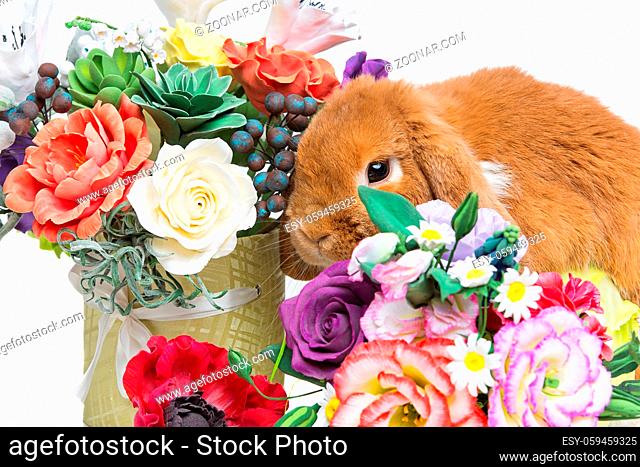 Adorable red domestic lop-eared rabbit sniffing flowers isolated over white background. Copy space