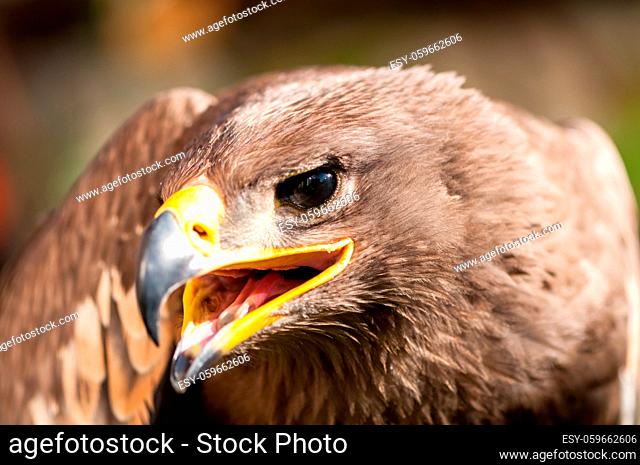 Close-up of a Steppe Eagle (Aquila Nipalensis). Bird of prey portrait