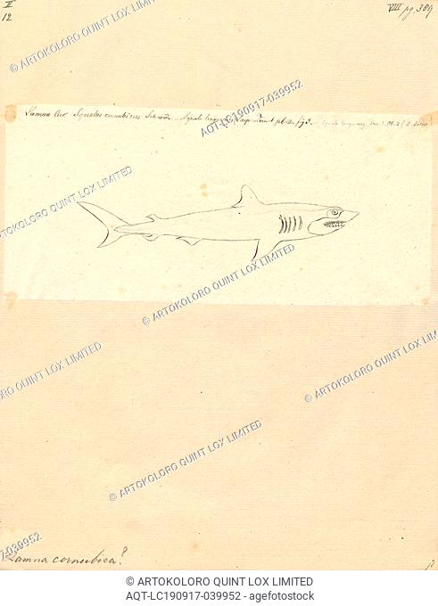 Lamna cornubica, Print, Lamna is a genus of mackerel sharks in the family Lamnidae, containing two extant species: the porbeagle (L