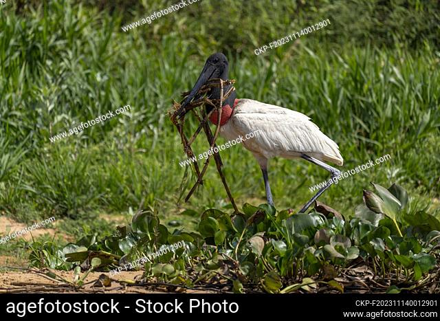 Jabiru stork in tropical Pantanal, Brasil, October 4, 2023. (CTK Photo/Ondrej Zaruba)