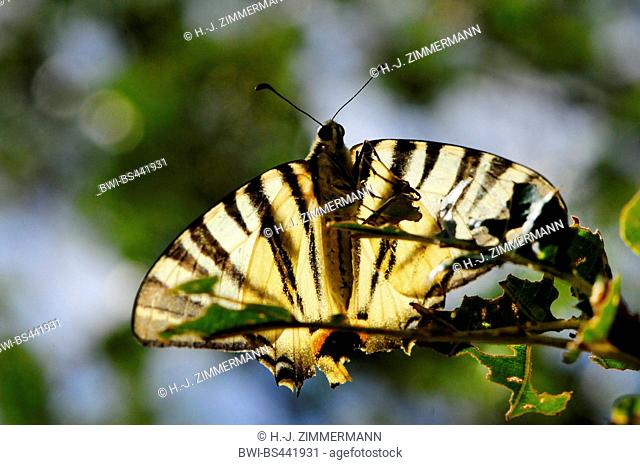 scarce swallowtail, kite swallowtail (Iphiclides podalirius), from below in backlight, Germany, Rhineland-Palatinate