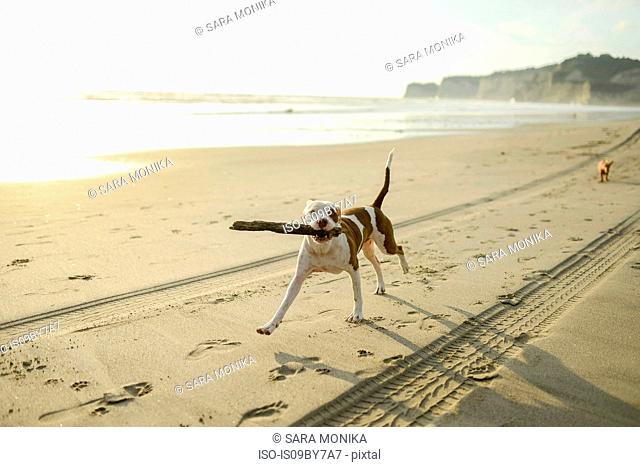 Dog playing with stick on beach