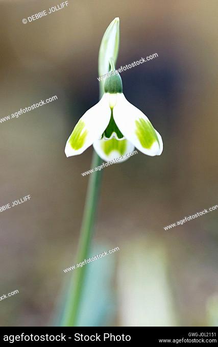 GALANTHUS 'PIECES OF EIGHT'