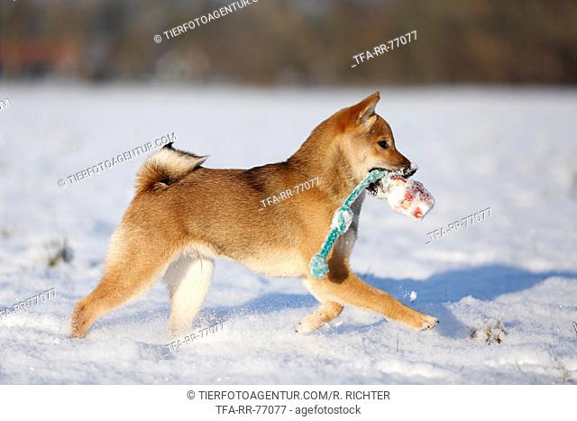 young Shiba Inu in snow