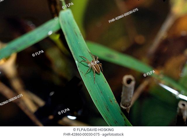 Fen Raft Spider Dolomedes plantarius Baby male - Redgrave & Lopham Fen - Suffolk W T