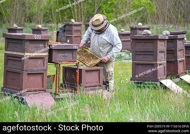 18 May 2020, Brandenburg, Briesen: The beekeeper Bernd Janthur, from the apiary Bernd Janthur und Martin Müller GbR, checks brood combs on open hives (bee boxes...
