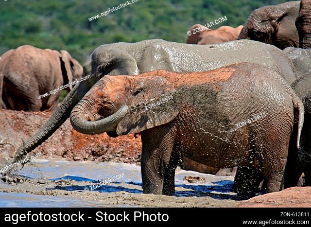Afrikanischer Elefant, Addo Elephant Park, Südafrika African Elephant, Addo Elephant Park South Africa, wildlife ----------------------------- a wildlife...