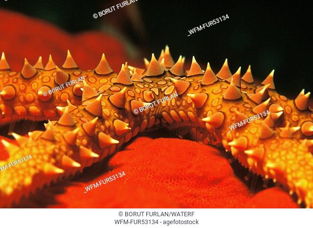 Skin of Egyptian Starfish, Gomophia egyptiaca, Dahab, Sinai, Red Sea, Egypt