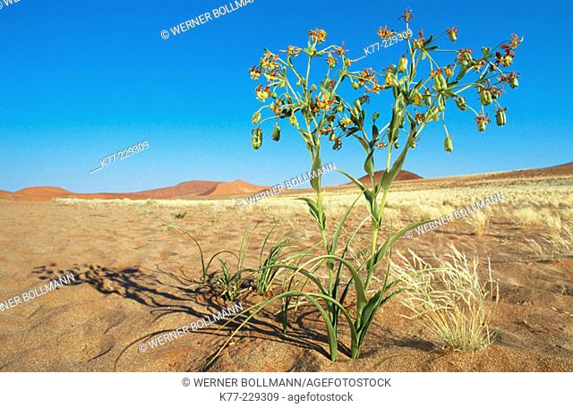 Hexacyrtis dickiana, Family Colchicaceae. Namib-Naukluft. Namibia