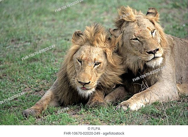 Lion Panthera leo two adult males, social interaction, Sabi Sabi Game Reserve, Kruger N P , South Africa