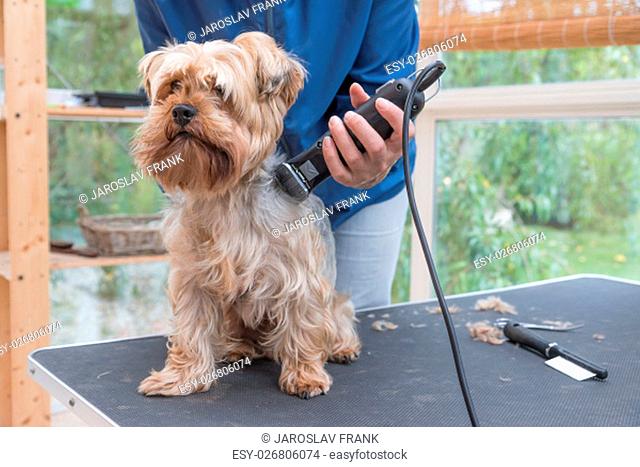 Grooming Yorkshire terrier by electric razor. Dog is sitting on the grooming table