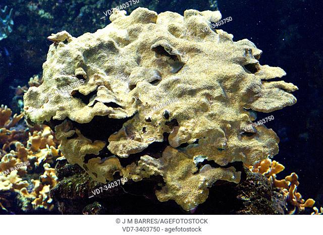 Cactus coral (Pavona cactus) is a colonial stony coral