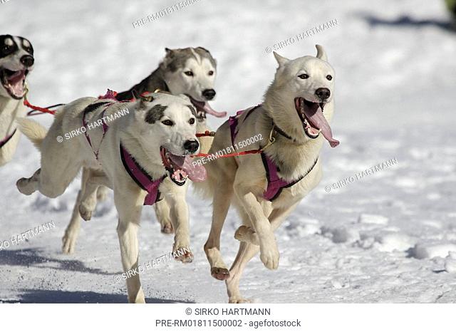 Dog sledge race