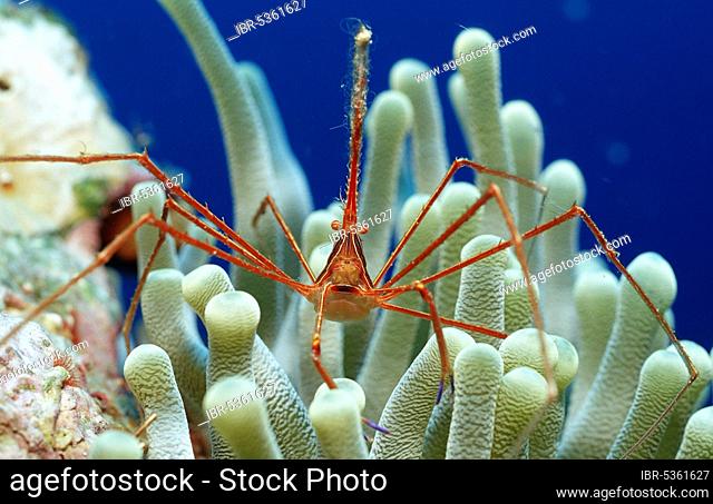 Caribbean Sea Crab, Bonaire, Netherlands Antilles (Stenorhynchus seticornis)