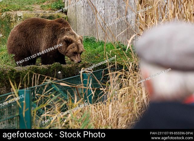07 November 2023, North Rhine-Westphalia, Bielefeld: A brown bear walks through its new enclosure at Olderdissen Zoo. A total of two bears came to Bielefeld a...